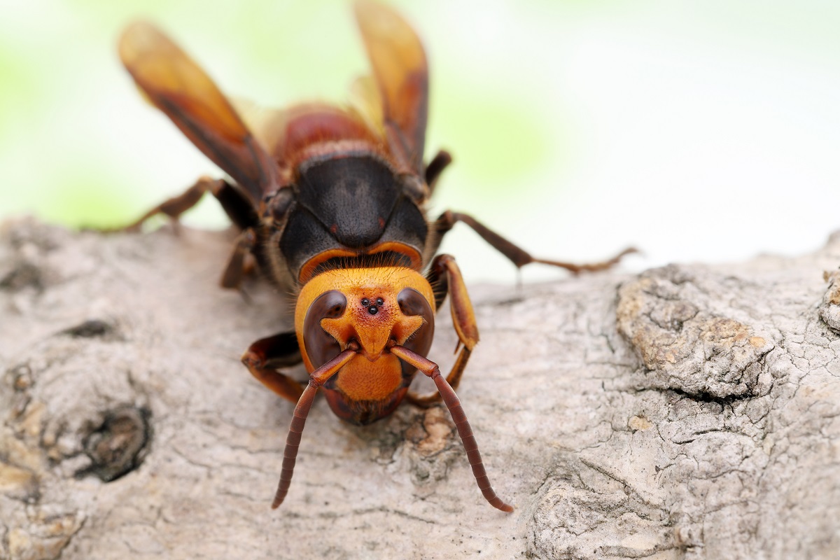 Bee-Removal-Experts-in-Orange-County-Are-Warning-Us-About-Asian-Giant-Hornets.