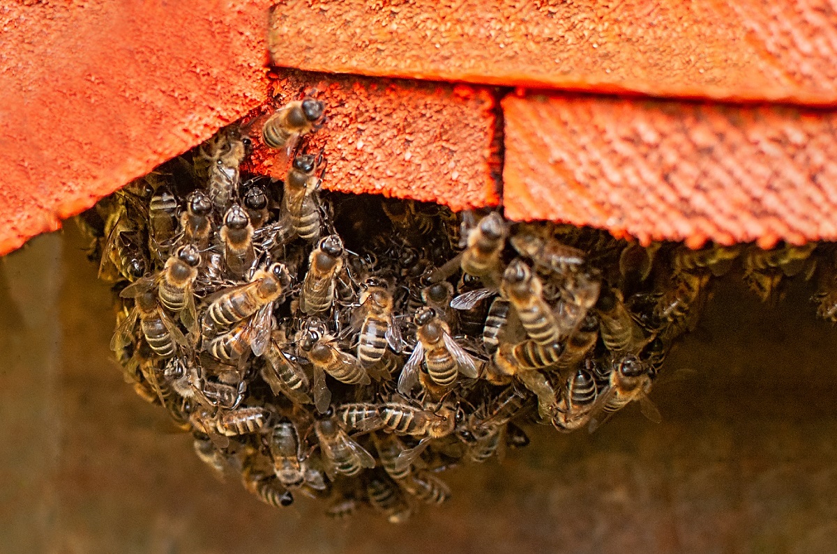 Learn-Bee-Proofing-Tips-for-Your-Home-from-Bee-Removal-Orange-County-Experts