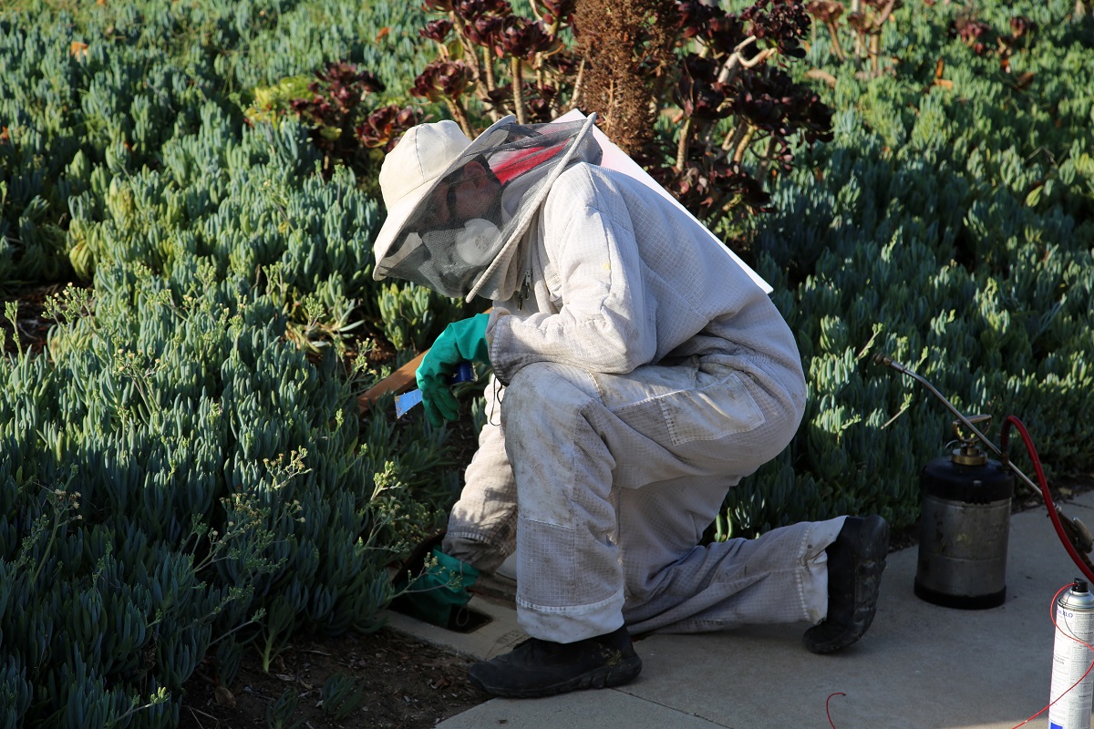 how-proper-bee-and-wasp-removal-is-done