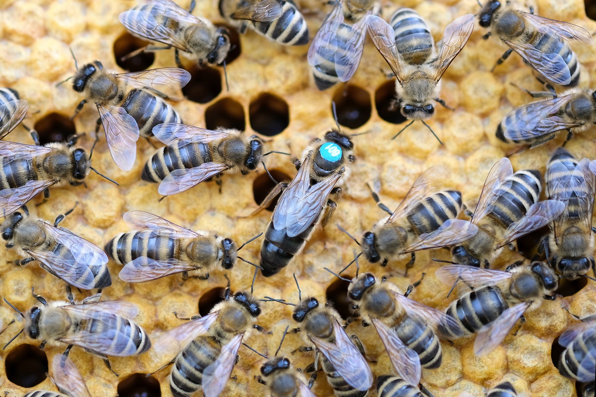 understanding-the-different-types-of-bees-can-help-understand-the-necessity-of-bee-removal